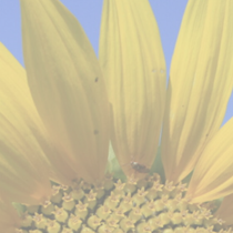 ergolding, SENIOREN-Service Yvonne Stelzer