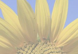 SENIOREN-Service Yvonne Stelzer