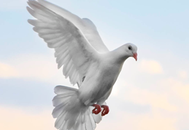 Pflegedienst Weiße Taube GbR